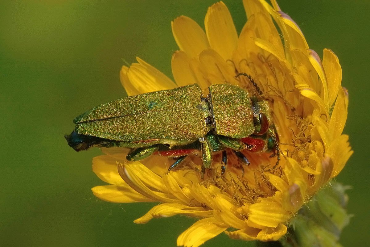 Buprestidae, Anthaxia hungarica